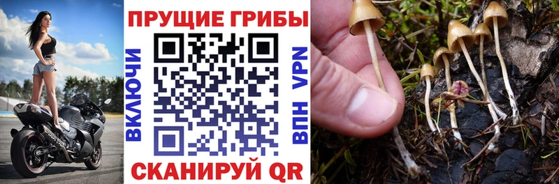 закладки  Урюпинск  даркнет какой сайт  Псилоцибиновые грибы мицелий 